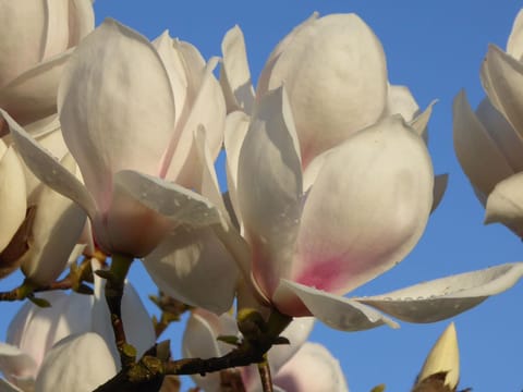 Magnolia 'Manchu Fan'