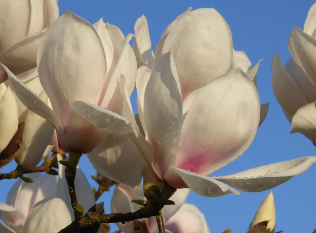 Magnolia 'Manchu Fan' flowers, cream-white goblet blooms with pink flushing at the base, with water droplets on the petals against a blue sky.