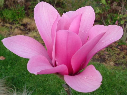 Magnolia 'Margaret Helen'