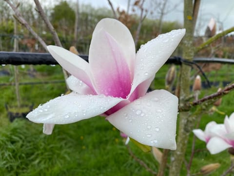 Magnolia 'Milky Way'