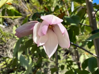 Michelia 'Paton Pink' flower open beside a pink bud, with soft pale pink petals and a reddish centre, among glossy green leaves on a staked young tree.