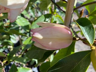 Michelia 'Paton Pink' flower bud, pale pink and cream with closed tulip-shaped petals, among glossy dark-green leaves on a staked stem.