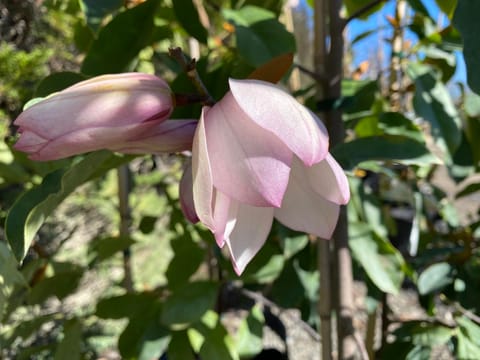 Michelia 'Paton Pink'