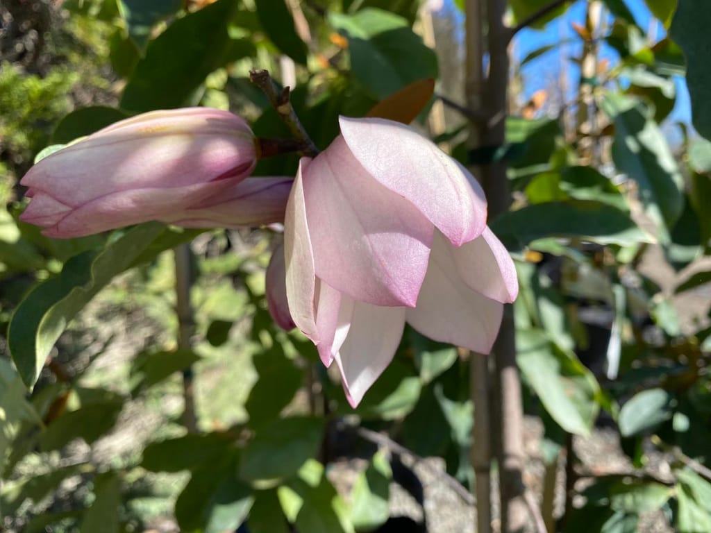 Michelia 'Paton Pink' flowers, one open pale pink bloom and a closed bud on a branch, among glossy green leaves in sunlight.
