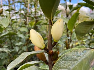 Michelia 'Princess Cinderella' stem with two creamy-yellow flower buds and glossy green leaves, with a brown furry bud below.