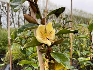 Michelia 'Princess Cinderella' with a pale creamy-yellow open flower and golden stamens, among glossy green leaves and brown buds on a staked nursery plant.