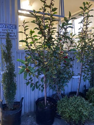Michelia 'Princess Cinderella' (Michelia), staked young trees in black planter bags with glossy green leaves, set against a corrugated wall at a nursery.