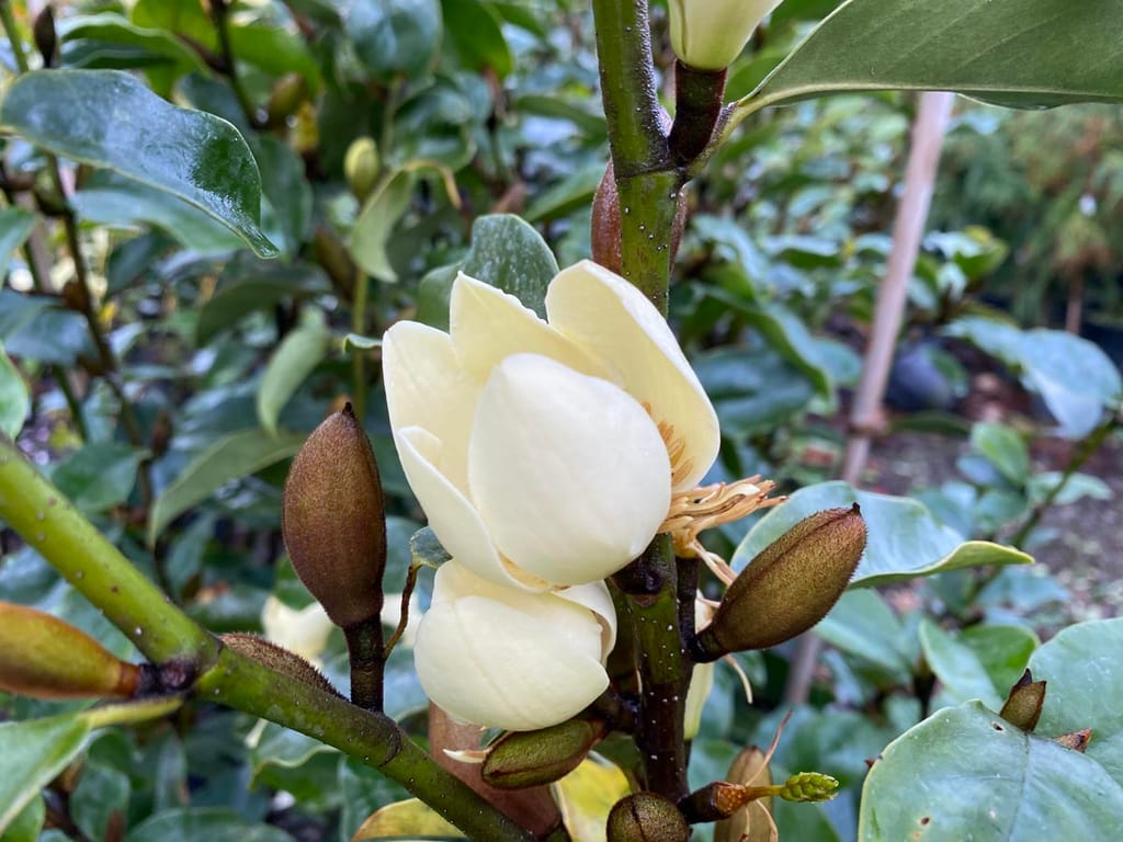 Michelia 'Princess Cinderella' flower, a cream-white bloom opening on a green stem beside brown furry buds, with glossy green leaves behind.
