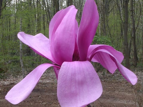 Magnolia 'Purple Sensation'