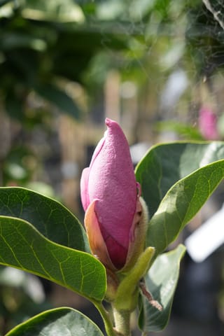 Magnolia 'Red As' flower bud, a pink-purple closed bud with a pointed tip, surrounded by broad green leaves in a nursery setting.