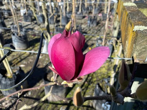 Magnolia 'Red As'