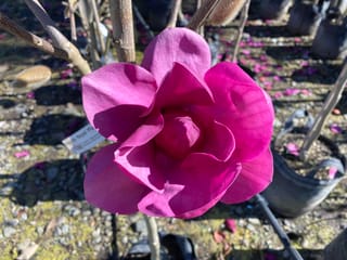 Magnolia 'Royal Purple' flower, a deep rose-purple bloom with overlapping petals on a bare stem, with fallen petals and potted plants behind.