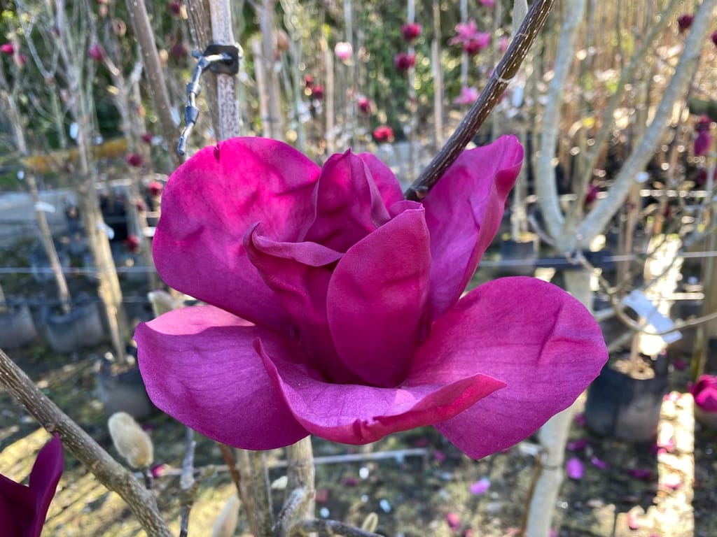 Magnolia 'Royal Purple' flower in close-up, with deep rose-purple petals open on a bare branch, and potted bare-stemmed magnolias behind in a nursery.