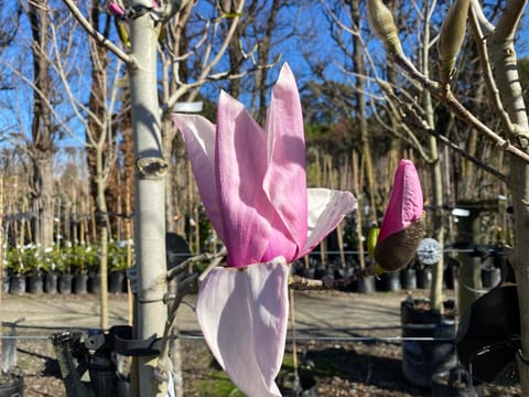 Magnolia 'Serene'