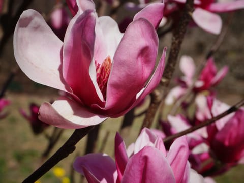 Magnolia 'Shirazz'