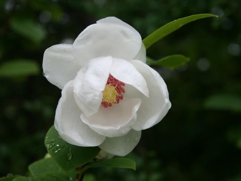 Magnolia sieboldii