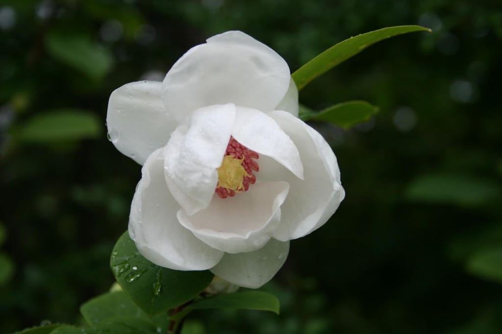 Magnolia sieboldii (Oyama Magnolia) flower with creamy-white petals beaded with raindrops, a yellow centre and crimson stamens, against dark green foliage.