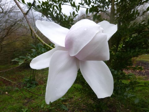 Magnolia 'Sir Harold Hillier'