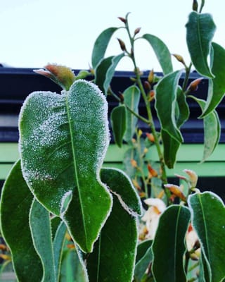 Michelia 'Snow Dove' with frost-coated green leaves and brown-tipped buds on upright stems, with a creamy white flower low on the right.