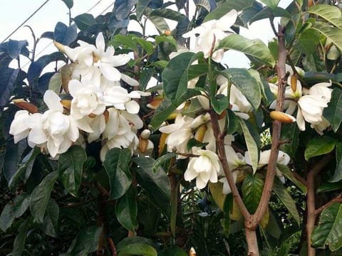 Michelia 'Snow Dove'