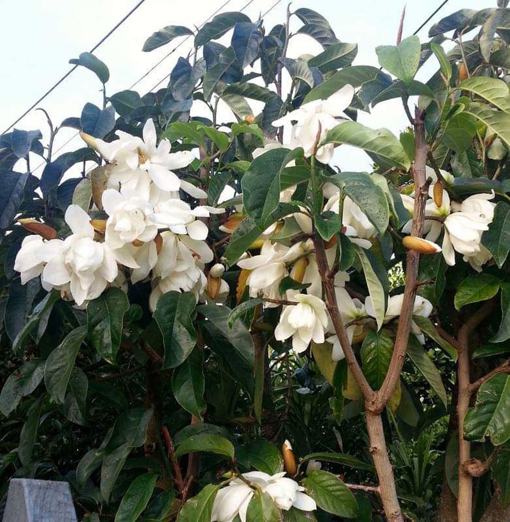 Michelia 'Snow Dove' in flower, with clusters of creamy-white blooms and brown buds among glossy dark green leaves on branching stems.