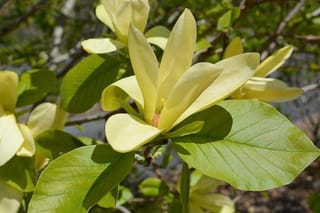 Magnolia 'Solar Flair' in bloom, with open pale yellow flowers and a visible central cone among broad green leaves on a branch.