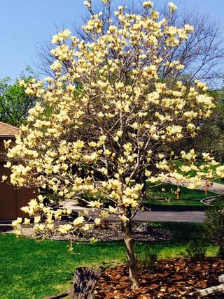 Magnolia 'Solar Flair' tree in full bloom, covered in pale cream-yellow flowers on bare branches, growing in a mulched garden bed beside a lawn.