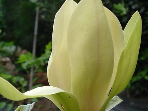 Magnolia 'Solar Flair'