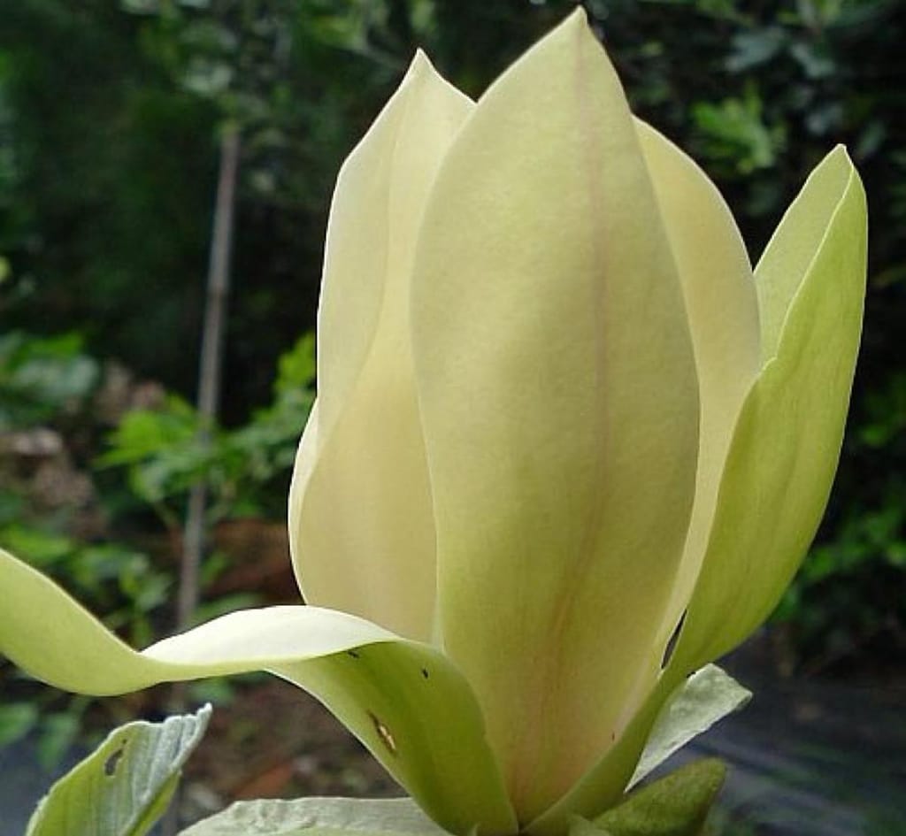 Close-up of a Magnolia 'Solar Flair' flower, its cream-yellow tulip-shaped petals upright with green-tinged outer petals, set against blurred green foliage.