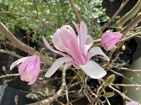 Magnolia stellata 'Dawn'
