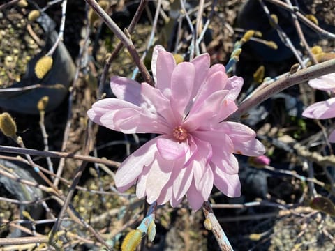 Magnolia stellata 'Jane Platt'