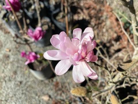 Magnolia stellata 'King Rose'