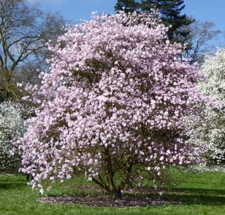 Magnolia stellata 'Rosea' (Star Magnolia), a multi-stemmed tree covered in pale pink star-shaped flowers on bare branches, standing on a lawn.