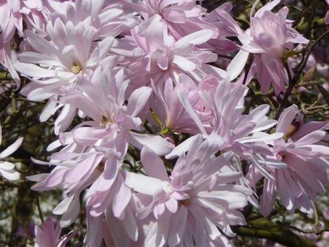 Magnolia stellata 'Rosea'