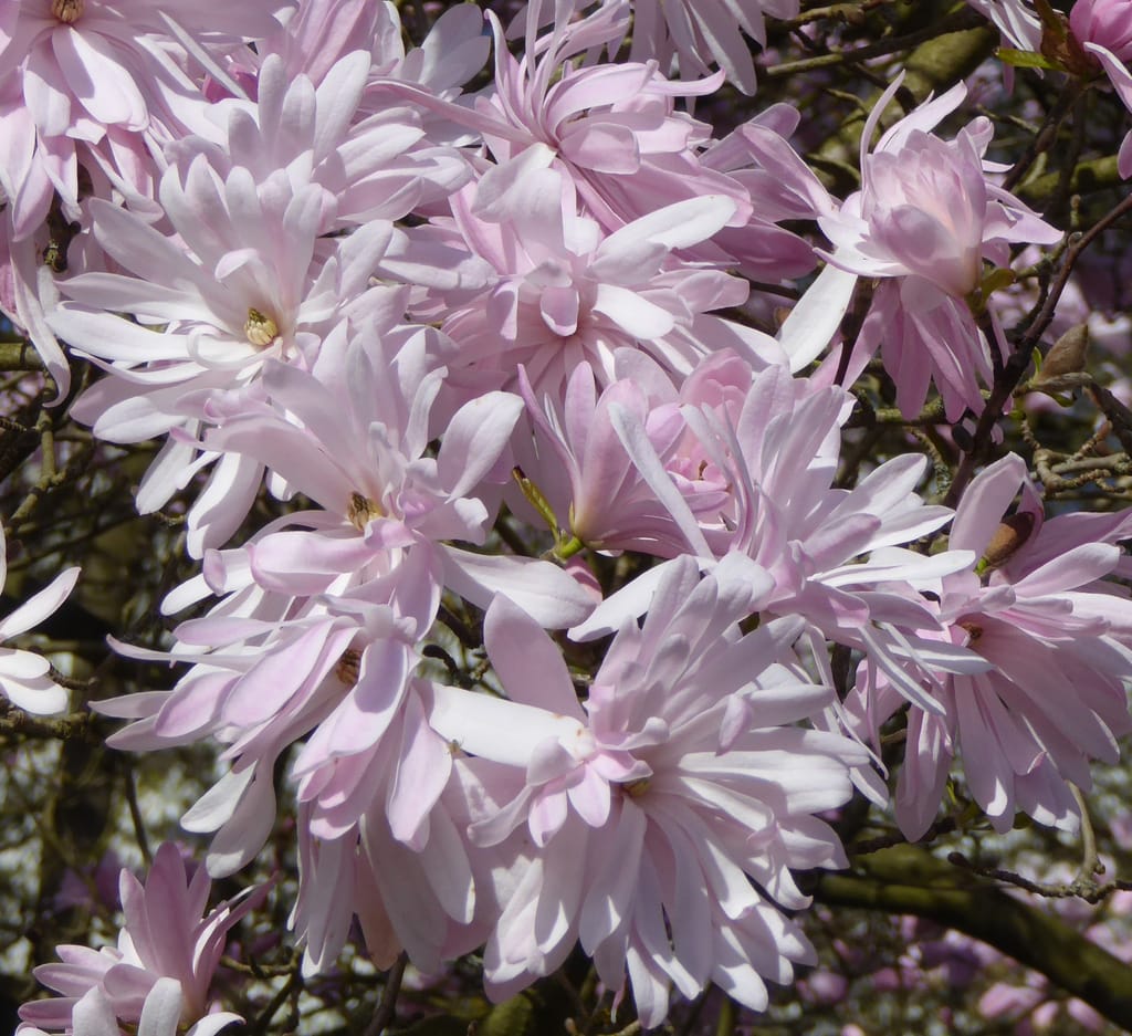 Magnolia stellata 'Rosea' (Star Magnolia) in flower, with clusters of pale pink, strappy-petalled blooms on bare branches.