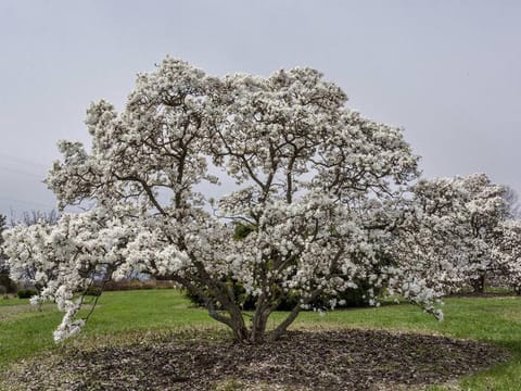 Magnolia stellata 'Royal Star'