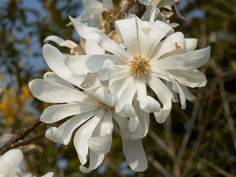 Magnolia stellata
