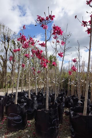 Magnolia 'Strawberry Fields' trees in black planter bags, with slender bare upright stems carrying deep pink-red flowers against a blue, cloudy sky.