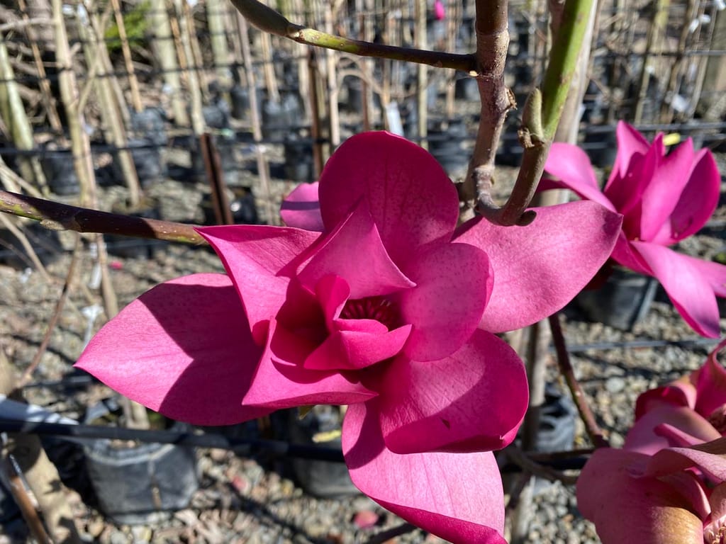 Open deep pink flower of Magnolia 'Strawberry Fields' on a bare branch, with more blooms behind and potted nursery stock on gravel.