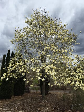 Magnolia 'Sundance' tree covered in pale yellow flowers on mostly bare branches, growing in a mulched garden bed beside dark conifers under a stormy sky.