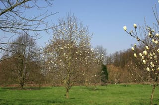 Magnolia 'Sundance' trees on a lawn, bare branches covered in pale yellow-cream buds and flowers against a clear blue spring sky.