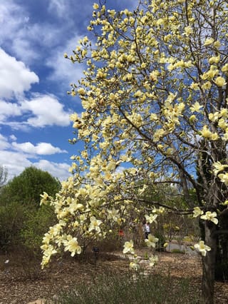 Magnolia 'Sundance' tree in full bloom, with pale yellow flowers covering its branches against a blue sky in a mulched garden.
