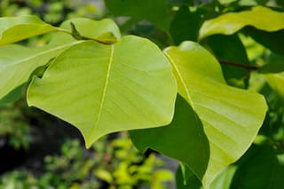 Large, broad, yellow-green leaves of Magnolia 'Sundance' (magnolia) with pale central veins, growing on a brown stem in sunlight.