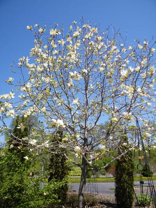 Magnolia 'Sundance' tree in full bloom, with pale yellow flowers covering its branches against a blue sky in a garden setting.