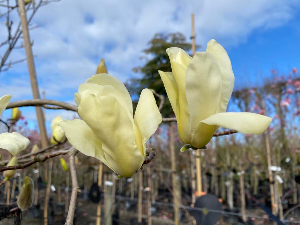 Magnolia 'Sundance' flowers, two pale yellow blooms on bare branches, with staked nursery trees and blue sky behind.