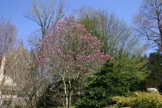 Magnolia 'Susan' (magnolia), a multi-stemmed deciduous tree covered in pink-purple flowers on bare branches, growing in a garden beside evergreen shrubs under a blue sky.