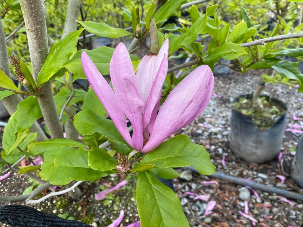 Magnolia 'Susan' flower, a pink-purple partly open bloom with narrow petals among fresh green leaves, in a nursery with potted plants and fallen petals on gravel.