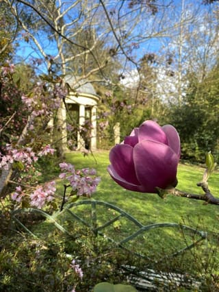 Magnolia 'Sweet Merlot' flower, a rounded purple-pink bloom on a bare branch, with a lawn, small pavilion and pink blossom behind.