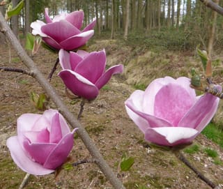 Magnolia 'Sweet Merlot' flowers, four open pink-purple blooms with paler edges on bare branches, with new green buds and woodland behind.