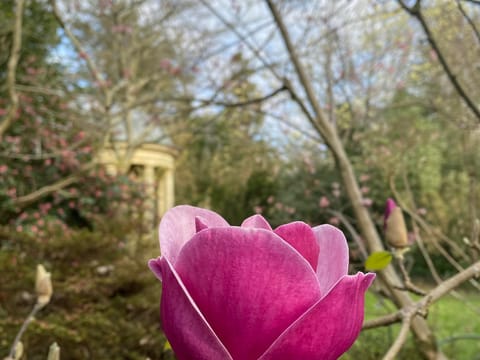 Magnolia 'Sweet Merlot'